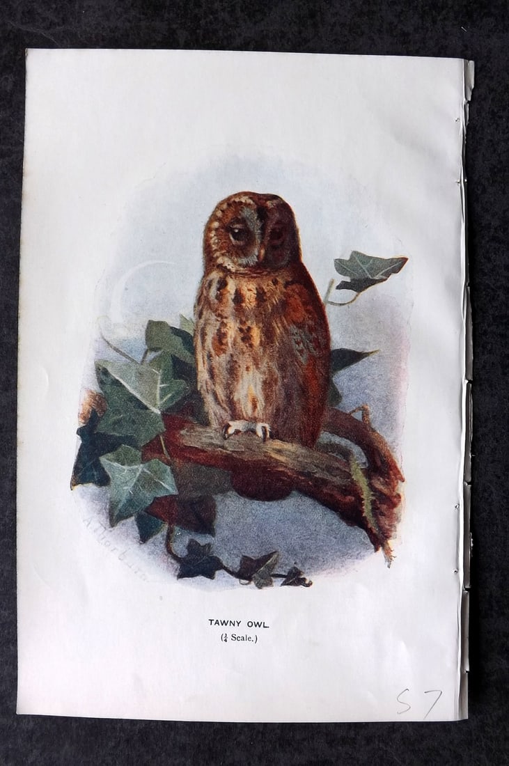 Swaysland, Walter 1903 Antique Bird Print. Tawny Owl (1 of 1)