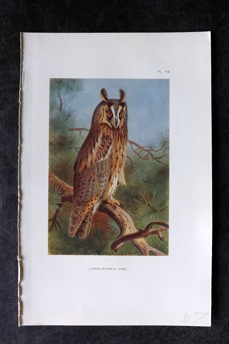 Thorburn, Archibald 1925 Bird Print. Long Eared Owl 66 (1 of 1)