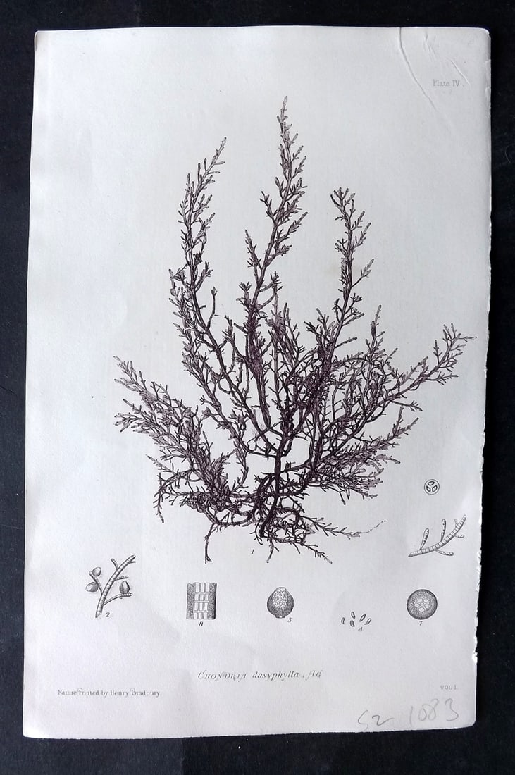 Bradbury, Henry 1859 Nature Printed Seaweed Print. Chondria Dasyphylla: Nature Printed Electrotype Published 1859 by Henry Bradbury, London for "The Nature-Printed British Sea-Weeds" by William Grosart Johnstone and Alexander Croall. Paper Size: 9.5 x 6 inch (24 x 15cm) G