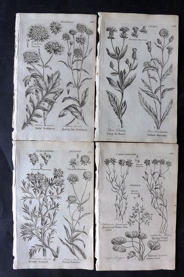 Hill & Culpeper 1802 Lot of 4 Antique Botanical Prints (1 of 2)
