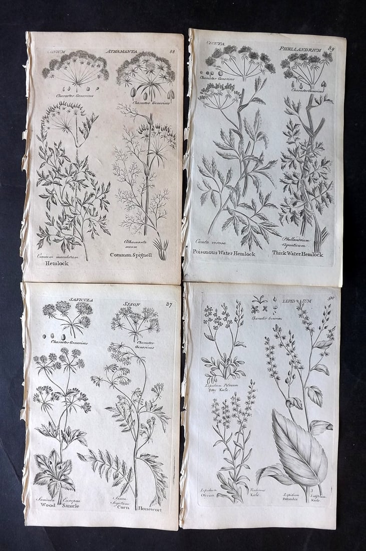 Hill & Culpeper 1802 Lot of 4 Antique Botanical Prints: Copper Plates Published 1802, London for "Culpeper's English Family Physician" by Nicholas Culpeper, Joshua Hamilton and William Saunders. Illustrations from John Hill's Vegetable System. Paper Size: 