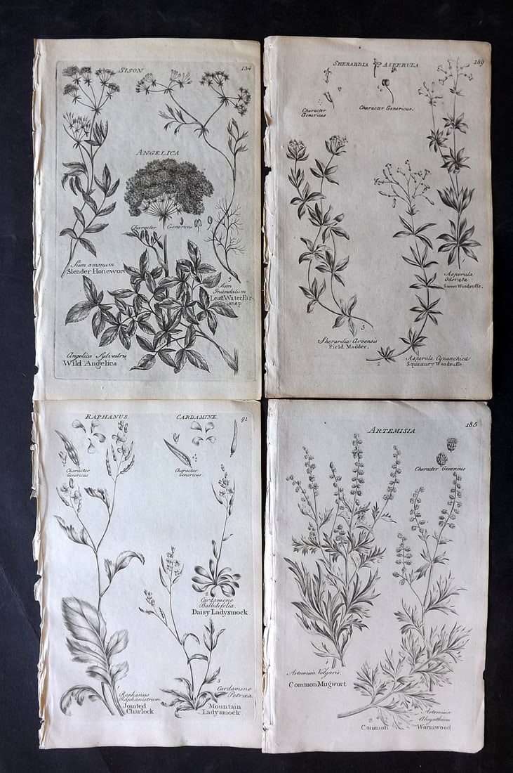 Hill & Culpeper 1802 Lot of 4 Antique Botanical Prints: Copper Plates Published 1802, London for "Culpeper's English Family Physician" by Nicholas Culpeper, Joshua Hamilton and William Saunders. Illustrations from John Hill's Vegetable System. Paper Size: 