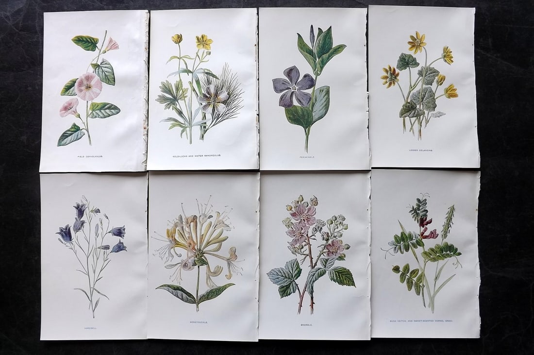 Hulme, Edward C1900 Lot of 8 Botanical Prints. Wild Flowers (1 of 2)