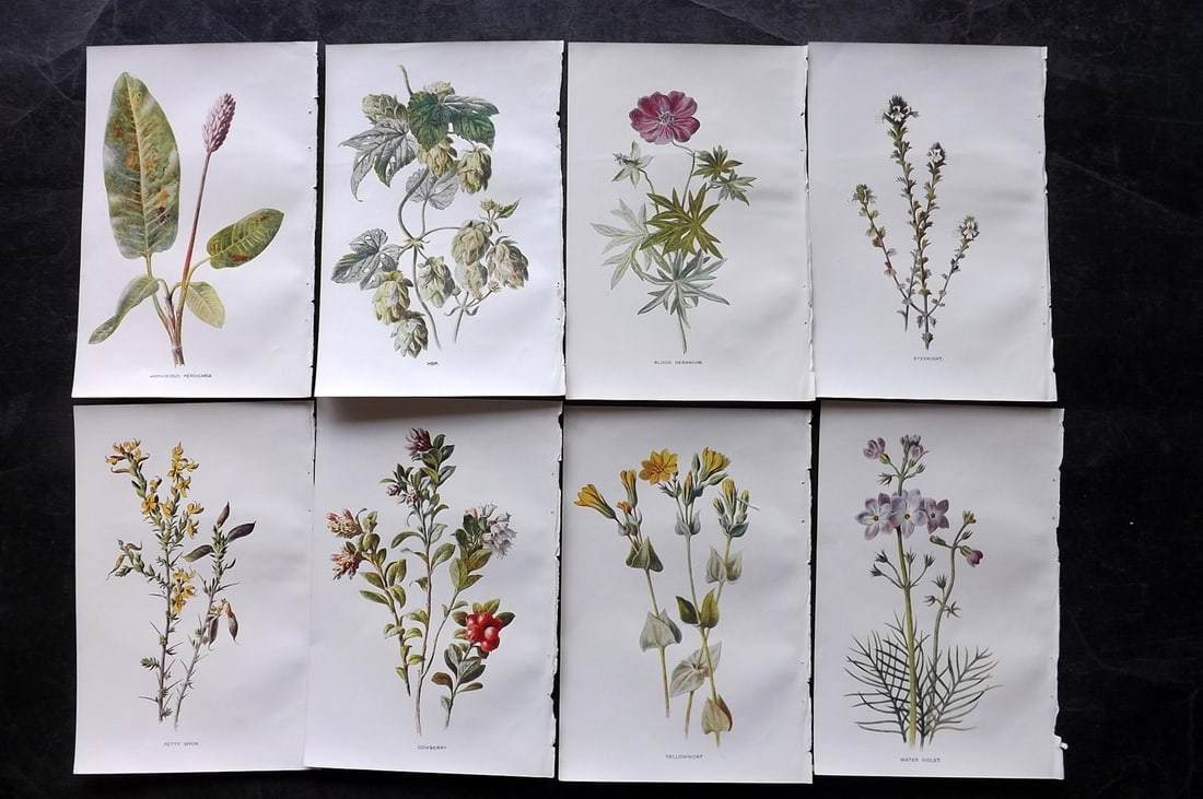 Hulme, Edward C1900 Lot of 8 Botanical Prints. Wild Flowers: Offset Lithographs Published C1900, London for "Familiar Wild Flowers" by F. Edward Hulme & Shirley Hibberd. Paper Size: 7.5 x 5 inch (19 x 13cm) Good Condition