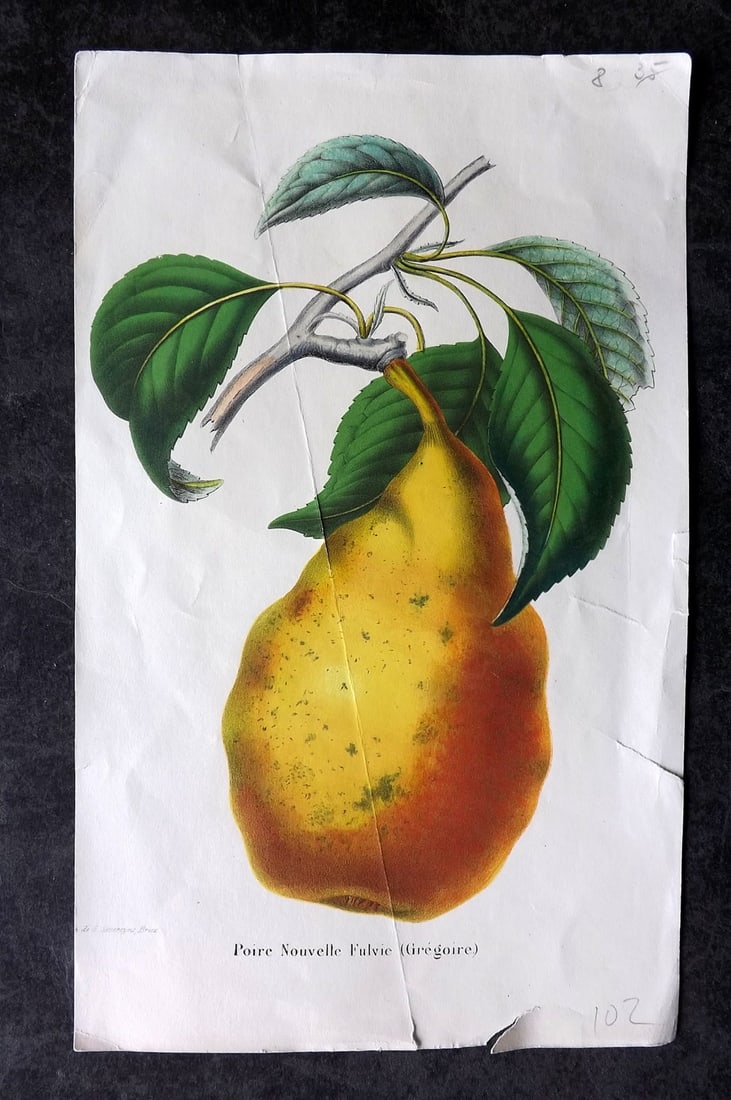 Morren & Severeyns C1860 Fruit Print. Poire Noivelle Fulvie Pear: Lithographs Published 1851-85, Liege for "La Belgique horticole" by Charles & Edouard Morren. Lithographed by Severeyns and others. Paper Size: 9.5 x 6 inch (24 x 15cm) Creases and margin tears presen