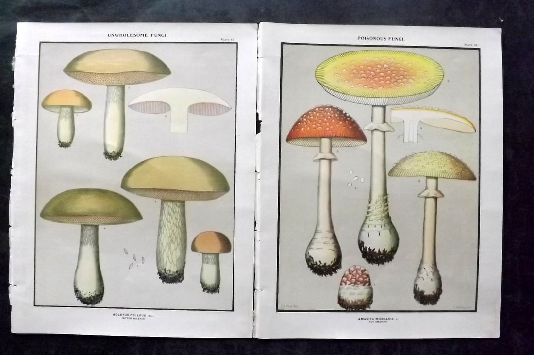 Peck, Charles 1895 Pair of Folio Antique Mushroom Prints. Fungi (1 of 2)