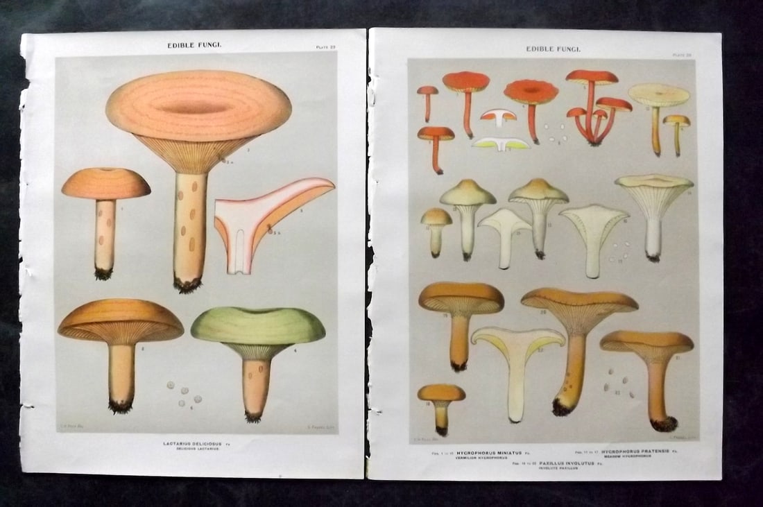 Peck, Charles 1895 Pair of Folio Antique Mushroom Prints. Fungi (1 of 2)