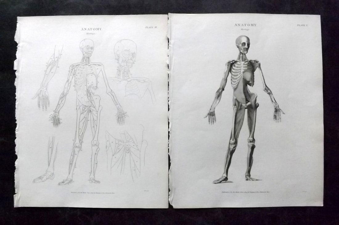 Rees, Abraham 1820 Anatomy Print. Pair of Anatomy Prints. Myology (1 of 2)