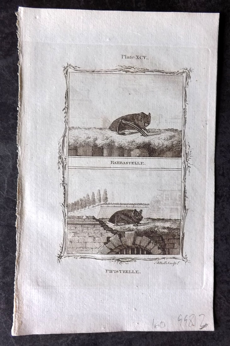 Buffon, Comte de 1785 Antique Print. Barbastelle & Pipistrelle Bats (1 of 1)