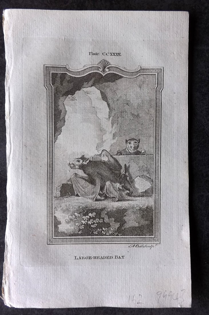 Buffon, Comte de 1785 Antique Print. Large Headed Bat (1 of 1)