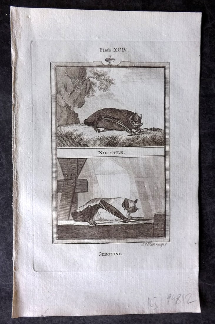 Buffon, Comte de 1785 Antique Print. Noctule, Serotine Bat (1 of 1)
