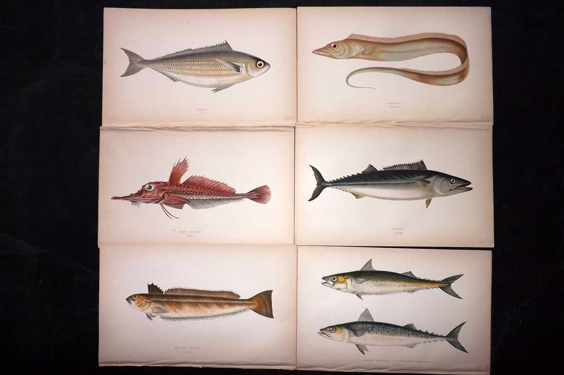 Couch, Jonathan 1869 Lot of 6 Antique Fish Prints: Colour Printed Woodblock Published 1868-69, London for "A History of the Fishes of the British Islands" First Edition by Jonathan Couch. Paper Size: 9.5 x 6 inch (25 x 15cm) Good Condition