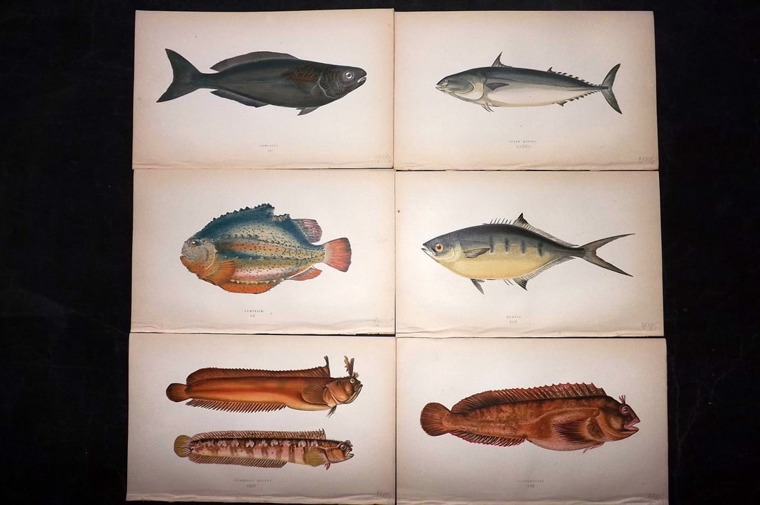 Couch, Jonathan 1869 Lot of 6 Antique Fish Prints: Colour Printed Woodblock Published 1868-69, London for "A History of the Fishes of the British Islands" First Edition by Jonathan Couch. Paper Size: 9.5 x 6 inch (25 x 15cm) Good Condition