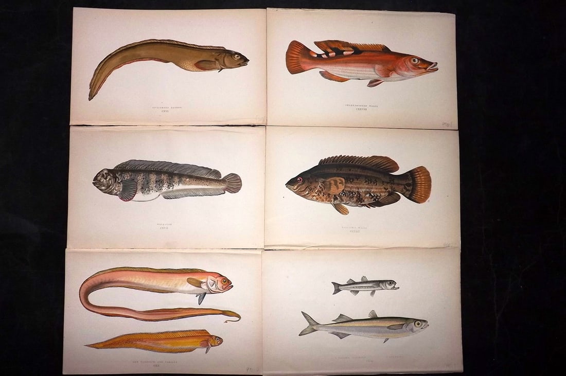 Couch, Jonathan 1869 Lot of 6 Antique Fish Prints: Colour Printed Woodblock Published 1868-69, London for "A History of the Fishes of the British Islands" First Edition by Jonathan Couch. Paper Size: 9.5 x 6 inch (25 x 15cm) Good Condition