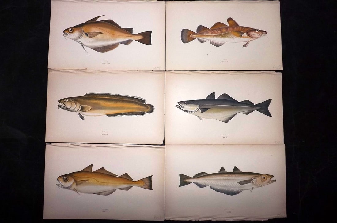 Couch, Jonathan 1869 Lot of 6 Antique Fish Prints: Colour Printed Woodblock Published 1868-69, London for "A History of the Fishes of the British Islands" First Edition by Jonathan Couch. Paper Size: 9.5 x 6 inch (25 x 15cm) Good Condition