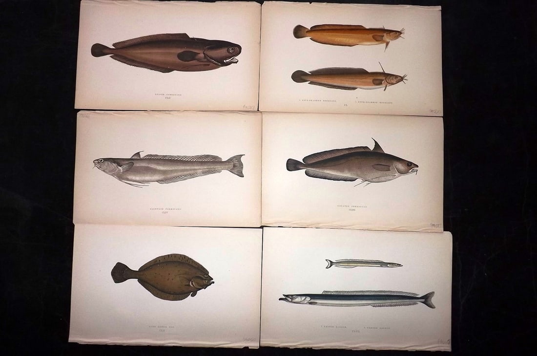 Couch, Jonathan 1869 Lot of 6 Antique Fish Prints: Colour Printed Woodblock Published 1868-69, London for "A History of the Fishes of the British Islands" First Edition by Jonathan Couch. Paper Size: 9.5 x 6 inch (25 x 15cm) Good Condition