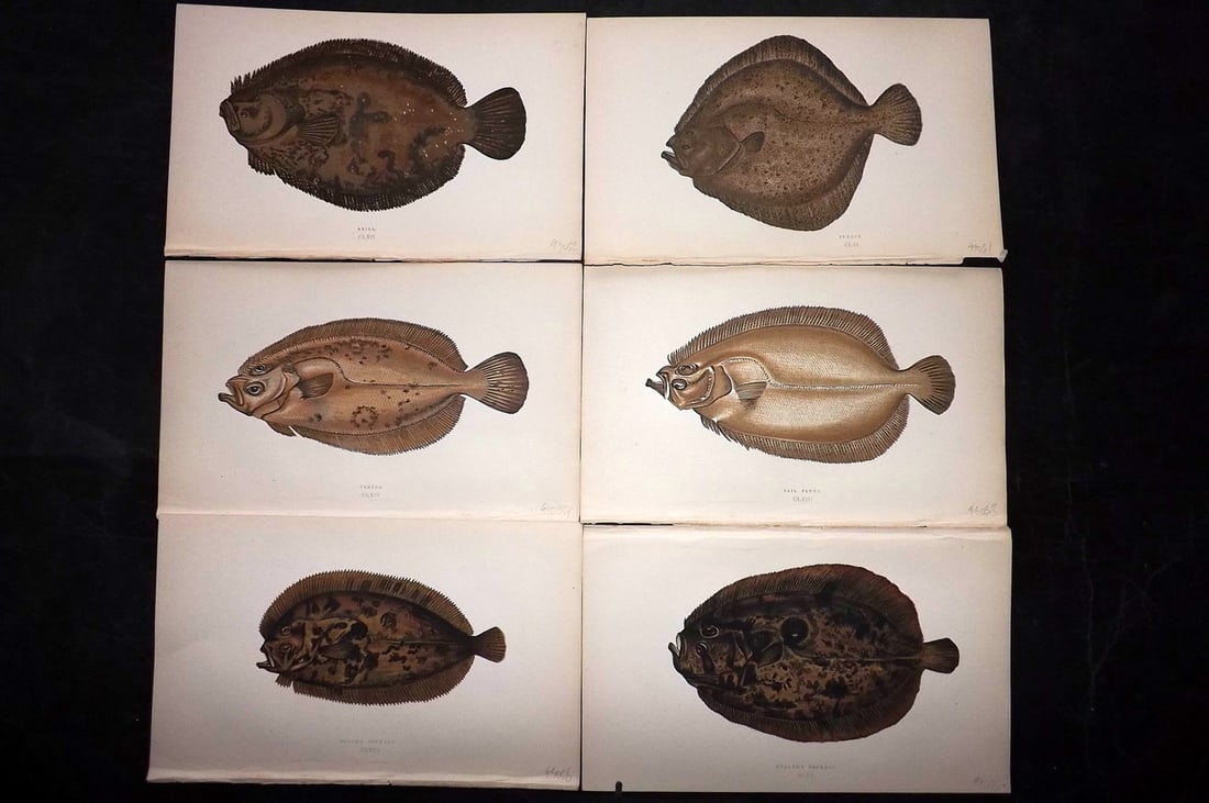 Couch, Jonathan 1869 Lot of 6 Antique Fish Prints: Colour Printed Woodblock Published 1868-69, London for "A History of the Fishes of the British Islands" First Edition by Jonathan Couch. Paper Size: 9.5 x 6 inch (25 x 15cm) Good Condition