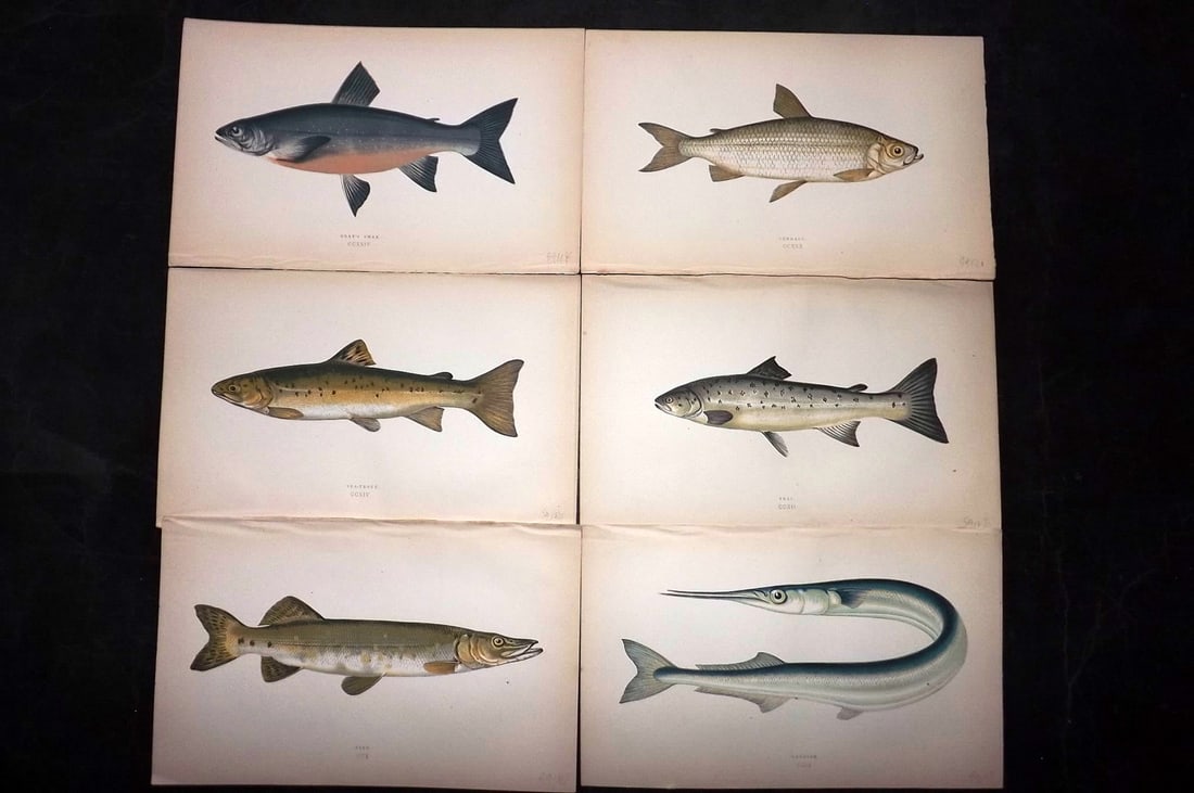 Couch, Jonathan 1869 Lot of 6 Antique Fish Prints: Colour Printed Woodblock Published 1868-69, London for "A History of the Fishes of the British Islands" First Edition by Jonathan Couch. Paper Size: 9.5 x 6 inch (25 x 15cm) Good Condition