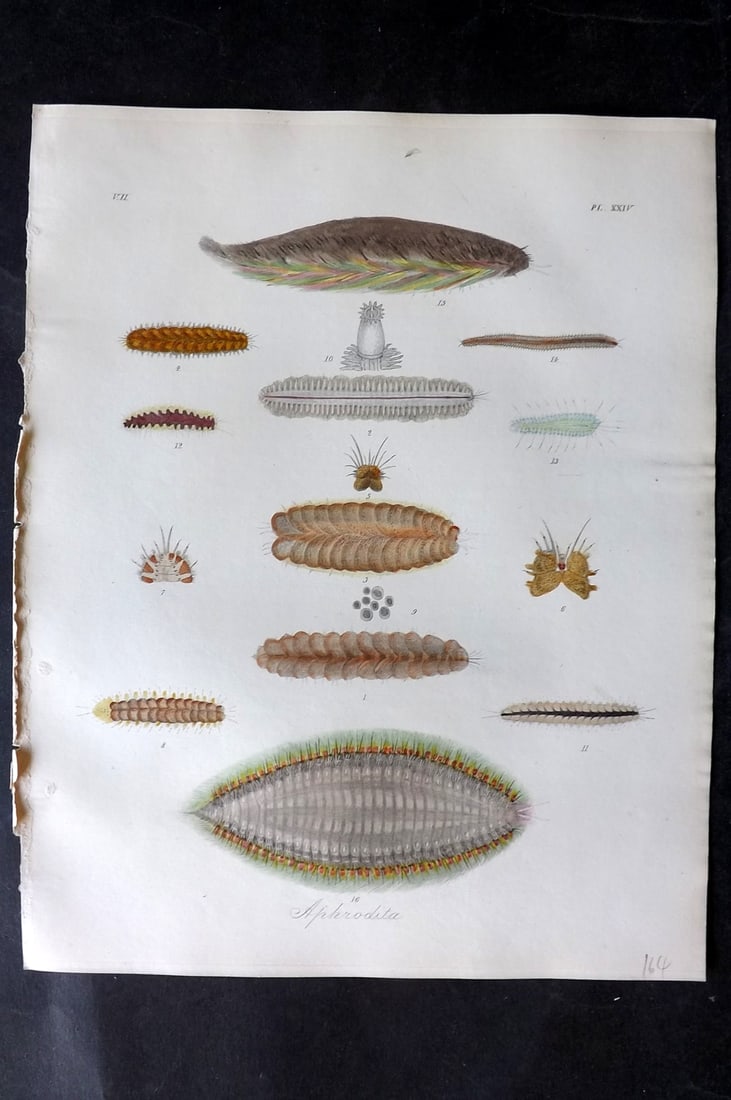 Dalyell. John 1853 Scarce Hand Col Print. Aphrodita 24: Hand Colored Etching Published 1851-58, London for "The Powers of the Creator displayed in the Creation..." by Sir John Graham Dalyell. Paper Size: 11 x 8.5 inch (28 x 22cm) Good Condition