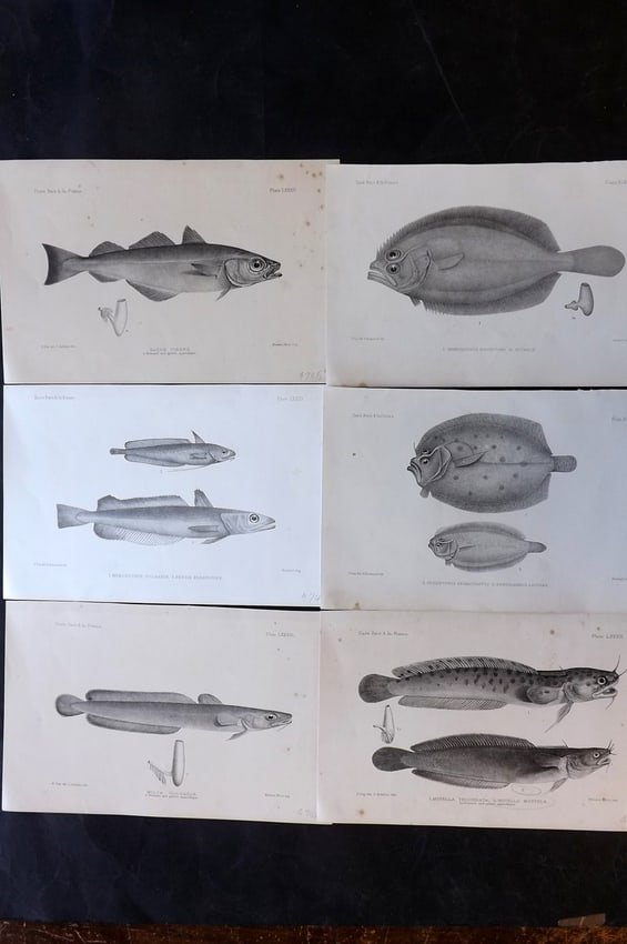 Day, Francis 1884 Lot of 6 Antique Fish Prints: Lithographs Published 1880-84, London for "The Fishes of Great Britain and Ireland" by Francis Day. Paper Size: 10 x 7 inch (26 x 18cm) Some tone spotting present. Good overall