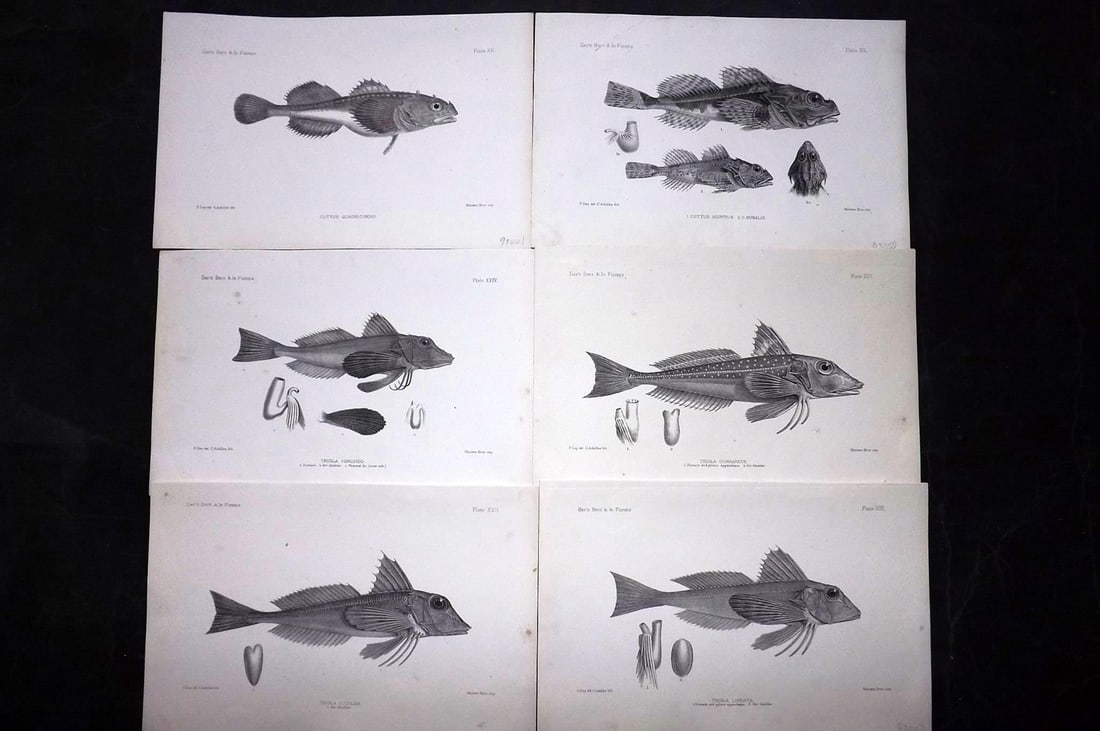 Day, Francis 1884 Lot of 6 Antique Fish Prints: Lithographs Published 1880-84, London for "The Fishes of Great Britain and Ireland" by Francis Day. Paper Size: 10 x 7 inch (26 x 18cm) Some tone spotting present. Good overall