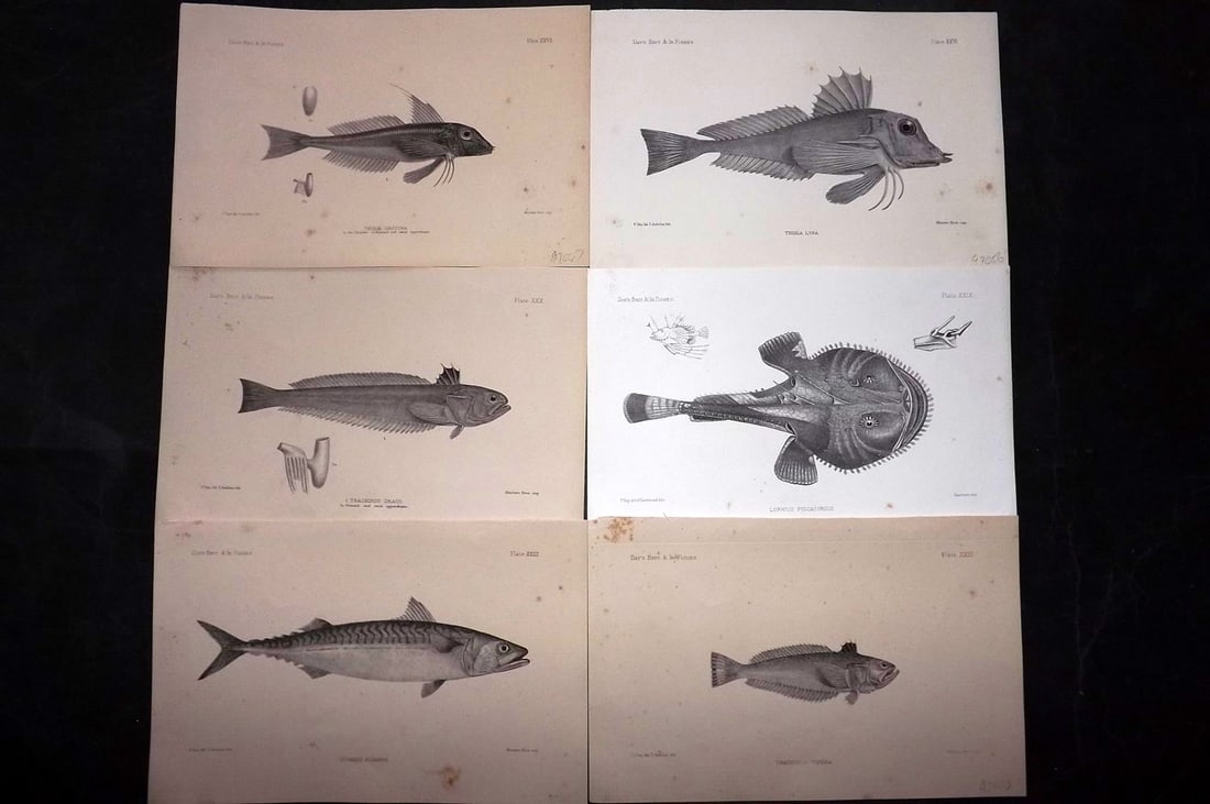Day, Francis 1884 Lot of 6 Antique Fish Prints: Lithographs Published 1880-84, London for "The Fishes of Great Britain and Ireland" by Francis Day. Paper Size: 10 x 7 inch (26 x 18cm) Some tone spotting present. Good overall