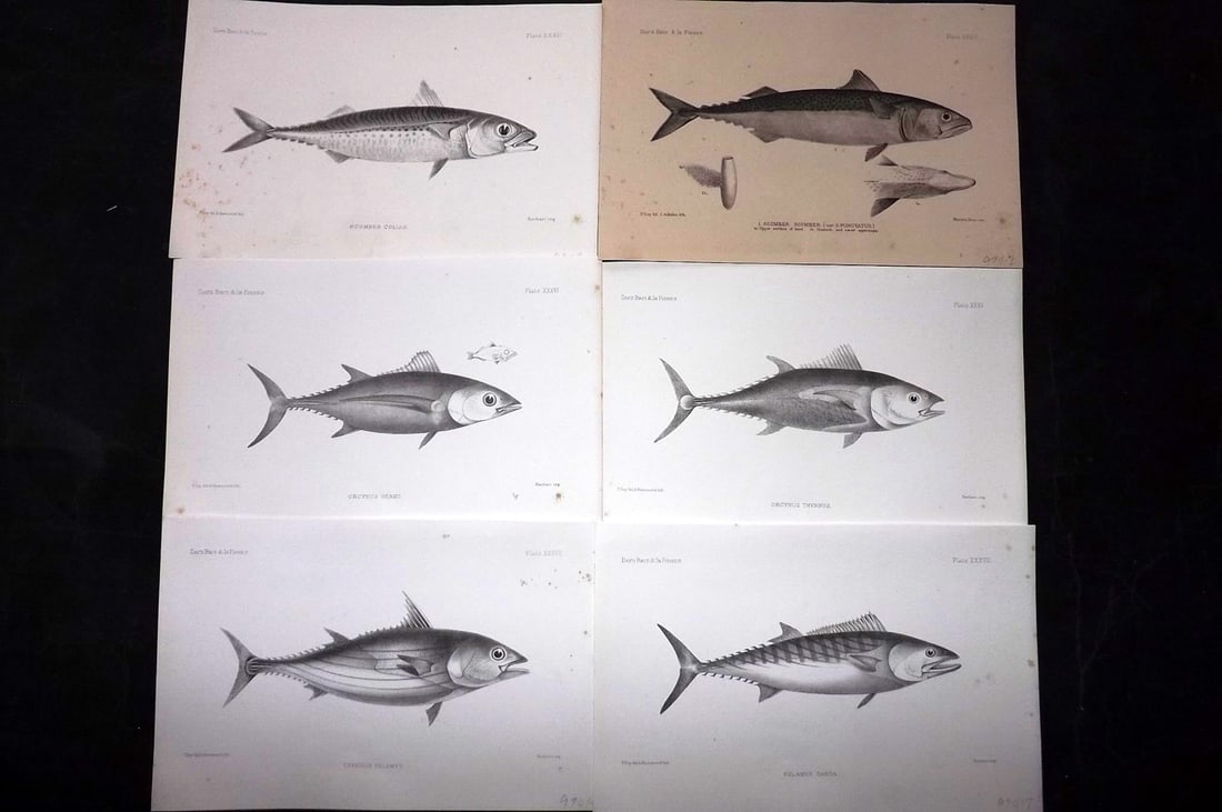 Day, Francis 1884 Lot of 6 Antique Fish Prints: Lithographs Published 1880-84, London for "The Fishes of Great Britain and Ireland" by Francis Day. Paper Size: 10 x 7 inch (26 x 18cm) Some tone spotting present. Good overall