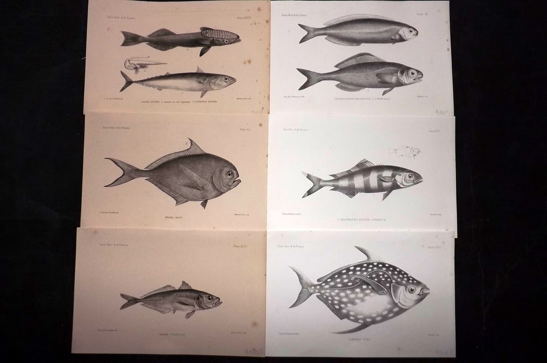 Day, Francis 1884 Lot of 6 Antique Fish Prints: Lithographs Published 1880-84, London for "The Fishes of Great Britain and Ireland" by Francis Day. Paper Size: 10 x 7 inch (26 x 18cm) Some tone spotting present. Good overall