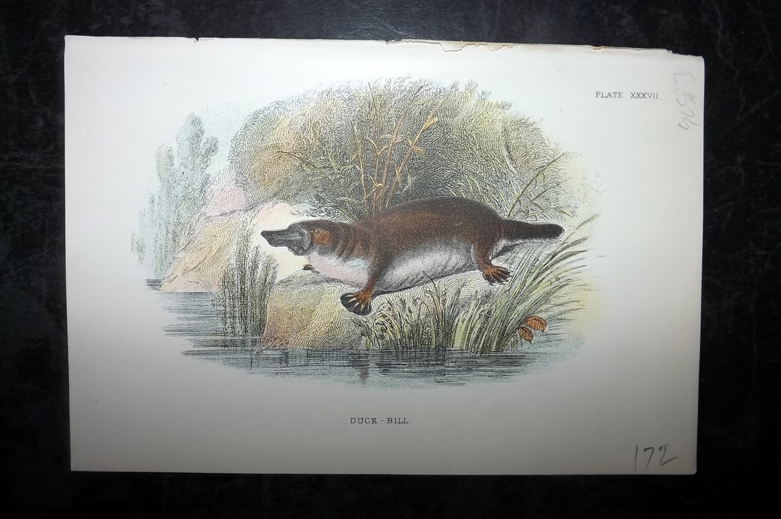 Lloyds's 1897 Antique Print. Duckbill Platypus Australia Native: Chromolithographs Published 1894-97, London for "Lloyds's Natural History..." Edited by R. Bowdler Sharpe, W. F. Kirby, H. O. Forbes, R. Lydekker, and W. R. Olive-Grant. Illustrated after Keulemans, G