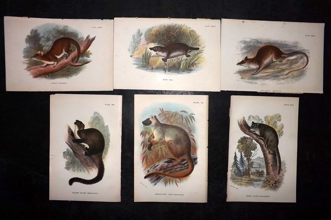 Lloyds's 1897 Lot of 6 Antique Prints. Australian Mammals: Chromolithographs Published 1894-97, London for "Lloyds's Natural History..." Edited by R. Bowdler Sharpe, W. F. Kirby, H. O. Forbes, R. Lydekker, and W. R. Olive-Grant. Illustrated after Keulemans, G
