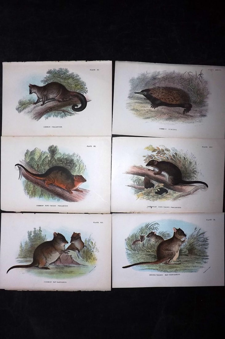 Lloyds's 1897 Lot of 6 Antique Prints. Australian Mammals: Chromolithographs Published 1894-97, London for "Lloyds's Natural History..." Edited by R. Bowdler Sharpe, W. F. Kirby, H. O. Forbes, R. Lydekker, and W. R. Olive-Grant. Illustrated after Keulemans, G