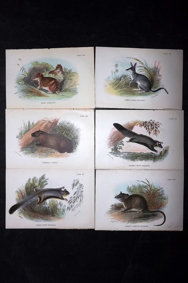 Lloyds's 1897 Lot of 6 Antique Prints. Australian Mammals: Chromolithographs Published 1894-97, London for "Lloyds's Natural History..." Edited by R. Bowdler Sharpe, W. F. Kirby, H. O. Forbes, R. Lydekker, and W. R. Olive-Grant. Illustrated after Keulemans, G