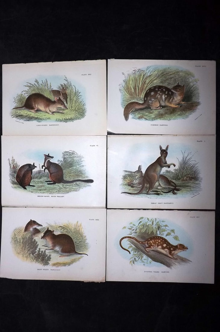 Lloyds's 1897 Lot of 6 Antique Prints. Australian Mammals: Chromolithographs Published 1894-97, London for "Lloyds's Natural History..." Edited by R. Bowdler Sharpe, W. F. Kirby, H. O. Forbes, R. Lydekker, and W. R. Olive-Grant. Illustrated after Keulemans, G