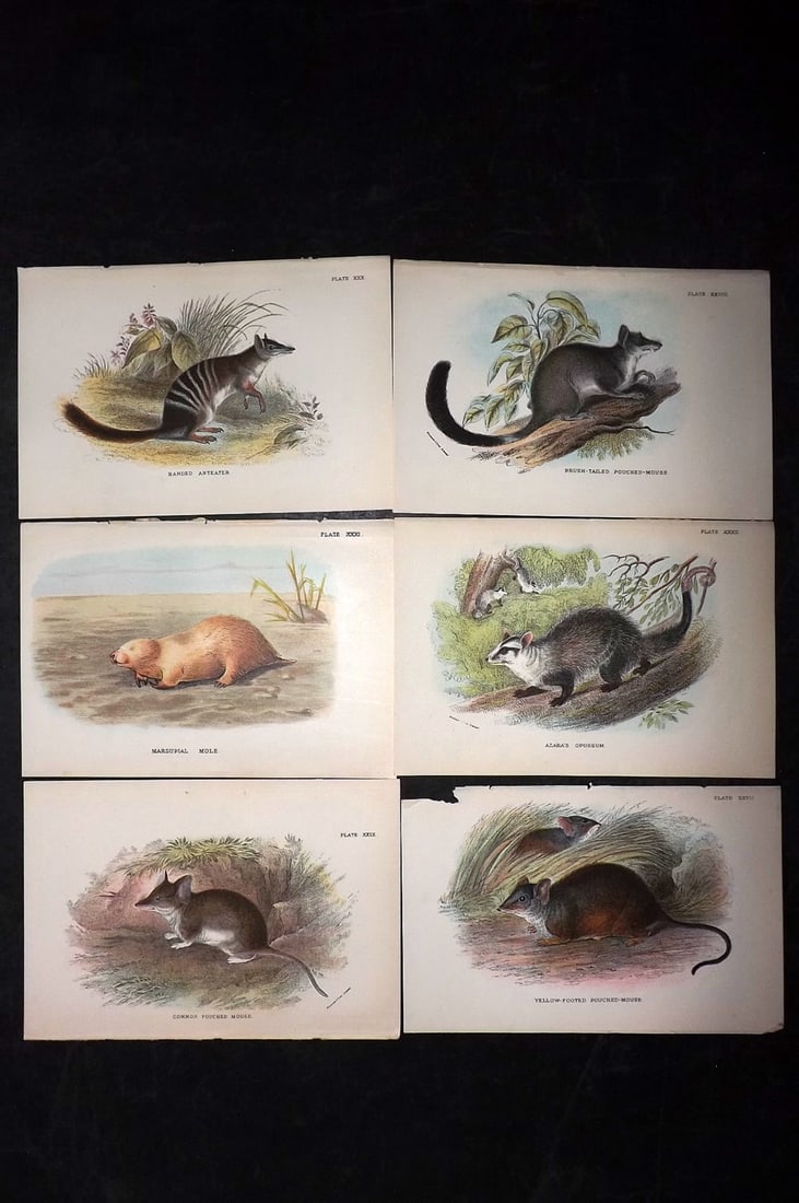 Lloyds's 1897 Lot of 6 Antique Prints. Australian Mammals: Chromolithographs Published 1894-97, London for "Lloyds's Natural History..." Edited by R. Bowdler Sharpe, W. F. Kirby, H. O. Forbes, R. Lydekker, and W. R. Olive-Grant. Illustrated after Keulemans, G