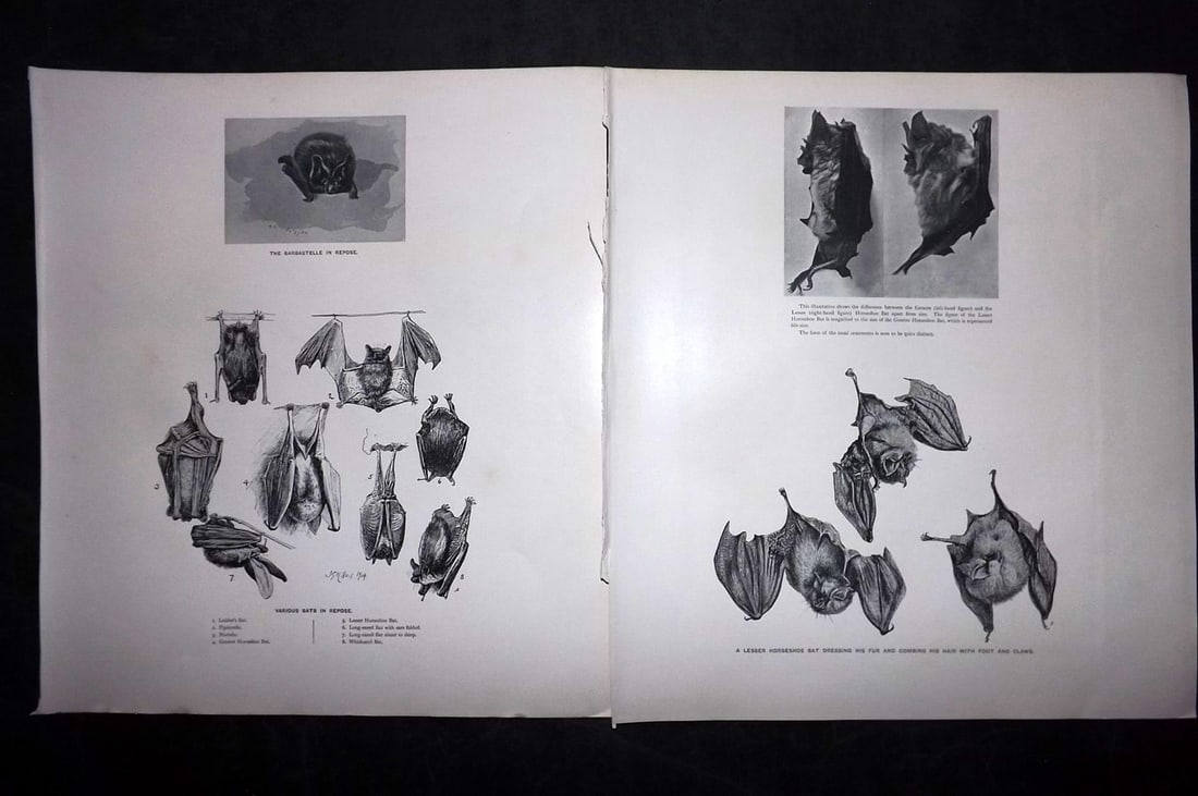 Millais, John 1904 Pair of Rare Folio Prints. Bats: Offset Lithograph Published 1904, London for "The Mammals of Great Britain and Ireland" by John Guille Millais. Illustrated by Archibald Thorburn, George Lodge and the Author. Rare - Limited Edition o