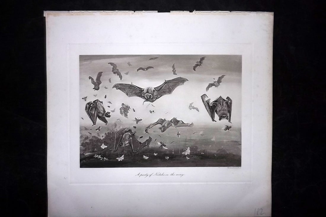 Millais, John 1904 Rare Folio Print. Bats - Party of Noctules on the wing (1 of 1)