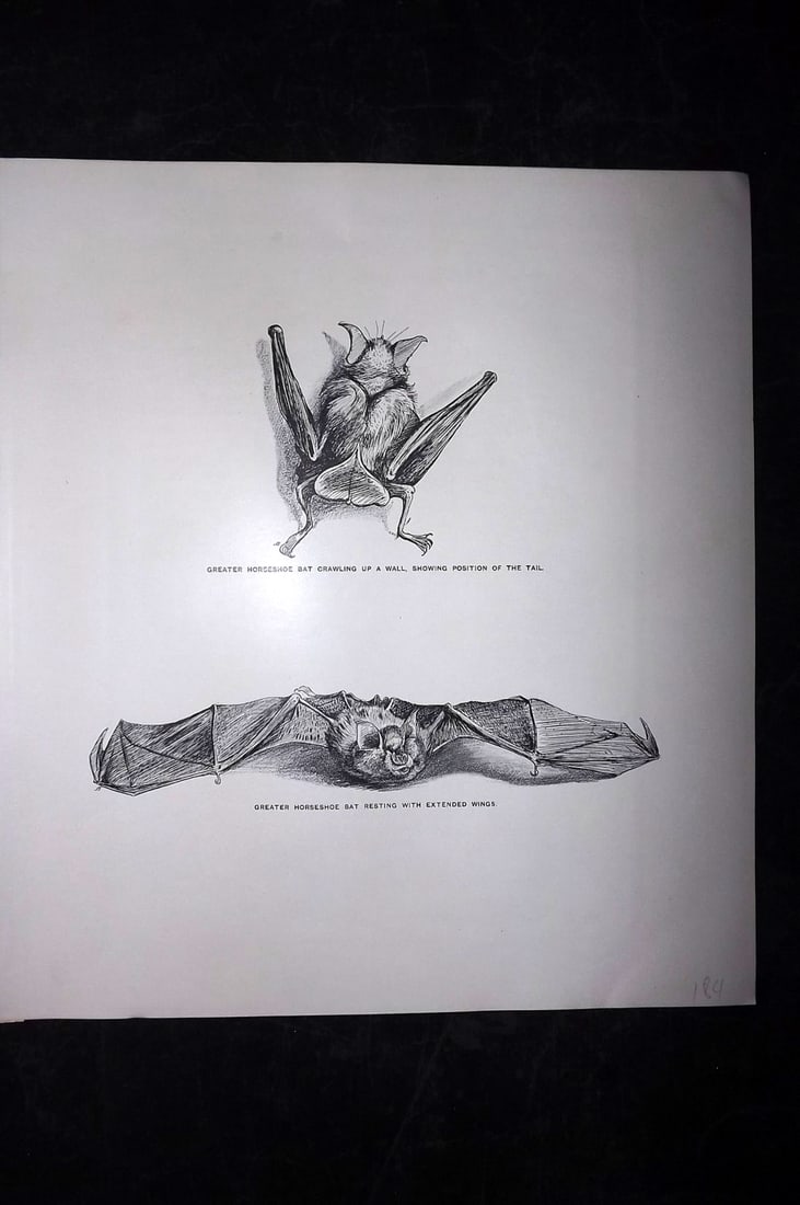 Millais, John 1904 Rare Folio Print. Greater Horse Shoe Bat: Offset Lithograph Published 1904, London for "The Mammals of Great Britain and Ireland" by John Guille Millais. Illustrated by Archibald Thorburn, George Lodge and the Author. Rare - Limited Edition o