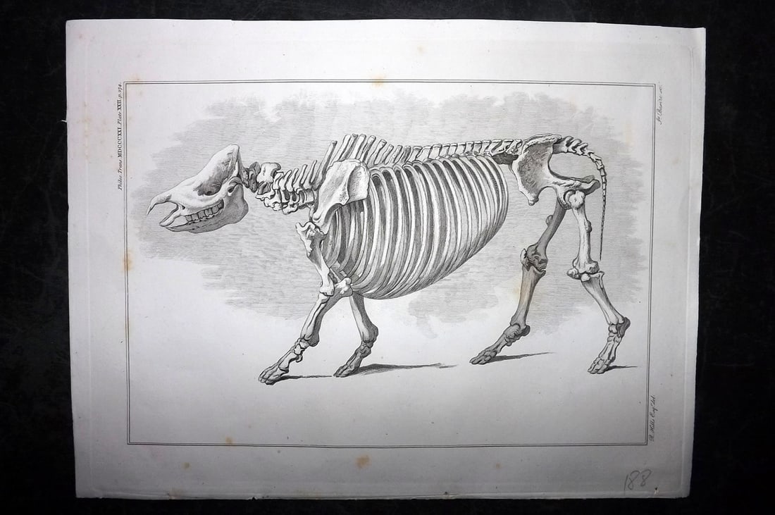 Philos. Trans. 1821 Anatomy Print. Skeleton of Tapir from Sumatra (1 of 1)