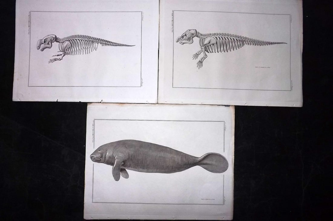 Philos. Trans. 1821 Lot of 3 Prints. Manatee from the West Indies (1 of 2)