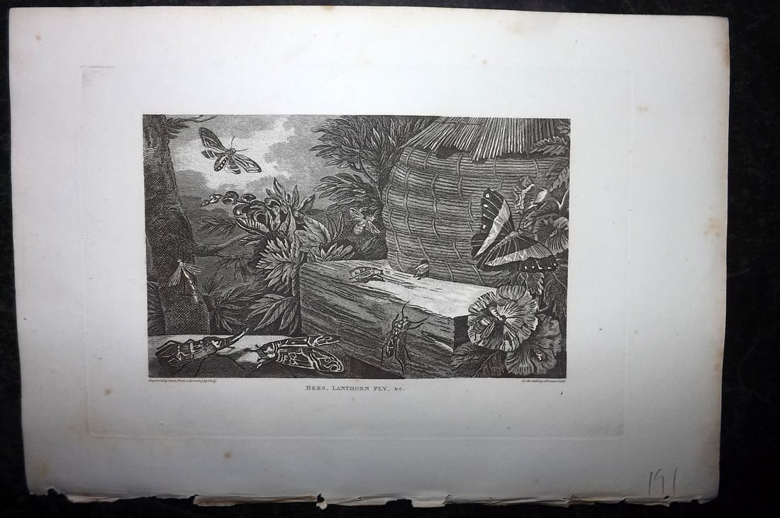 Polehampton, Edward 1823 Print. Bees, Lanthorn Fly: Copper Plate Published 1823, London for "The Gallery of Nature and Art: or, A Tour Through Creation and Science" by the Rev. Edward Polehampton & John M. Good. Paper Size: 10 x 7 inch (26 x 18cm) Good