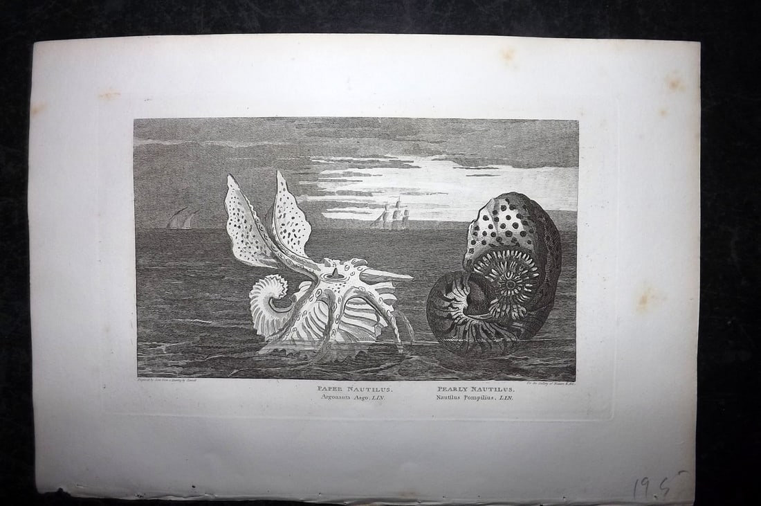Polehampton, Edward 1823 Print. Paper & Pearly Nautilus (1 of 1)