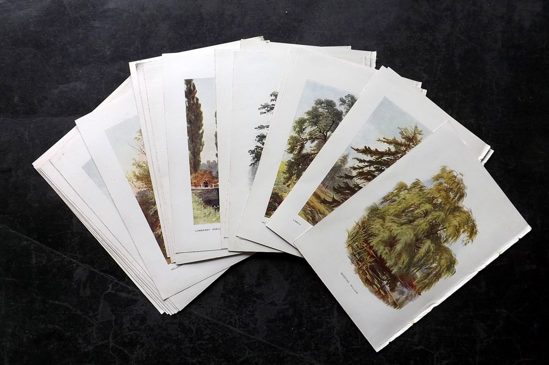 Boulger, George 1907 Lot of 25 Antique Tree Prints (1 of 5)