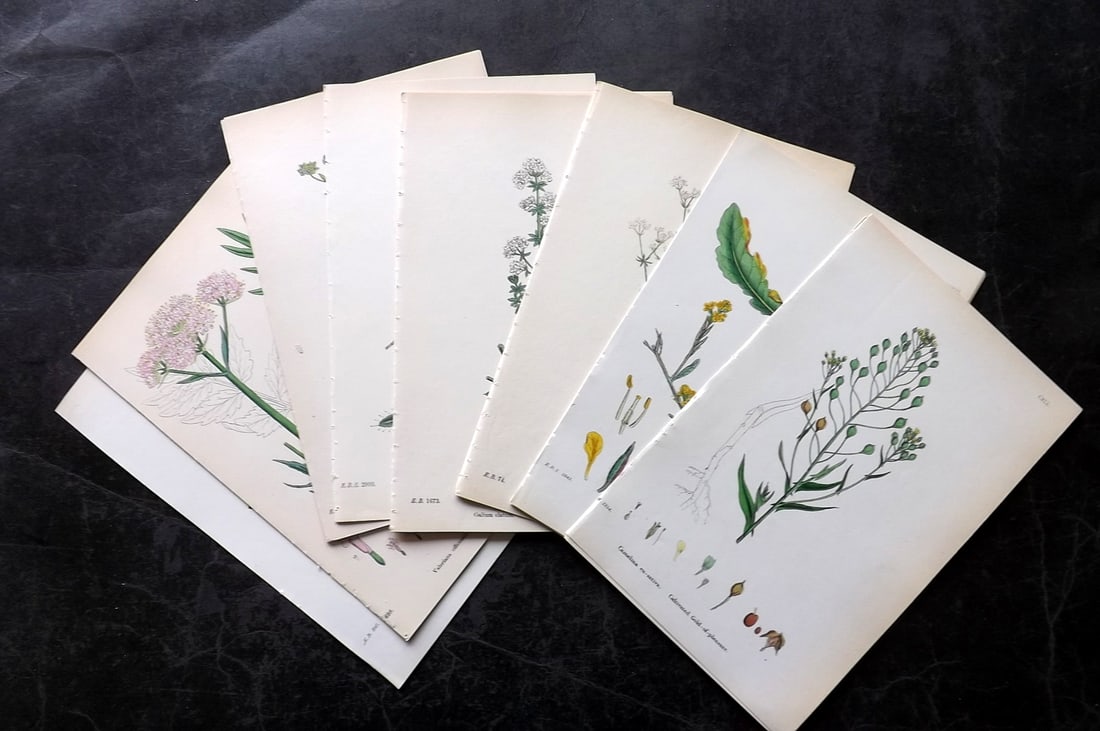Sowerby, James 19th Cent. Lot of 30 Hand Col Botanical Prints (1 of 5)