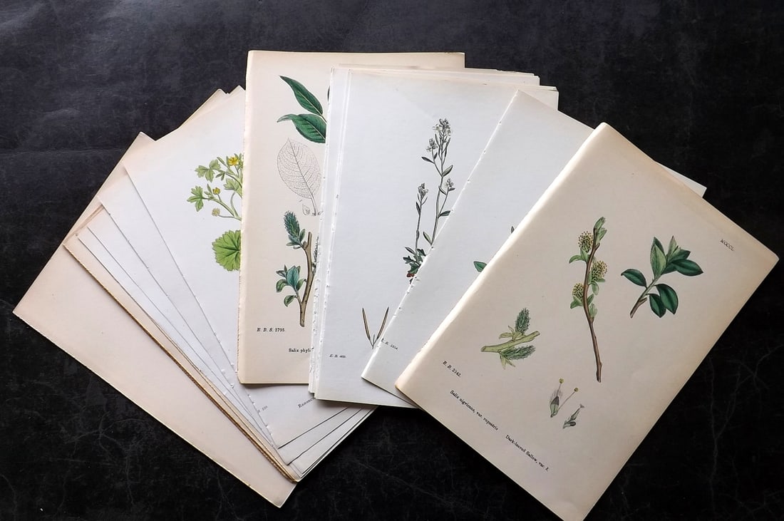 Sowerby, James 19th Cent. Lot of 30 Hand Col Botanical Prints (1 of 5)
