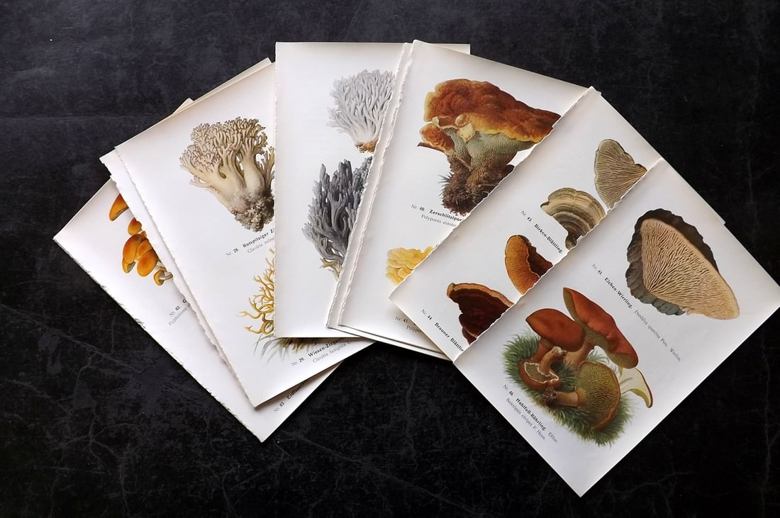Michael, Edmund 1917 Lot of 15 Antique Mushroom Prints: Offset Lithograph Published 1917, Zwickau, Germany for "Fuhrer fur Pilzfreunde" by Edmund Michael. Paper Size: 8 x 5 inch (20 x 13cm) Text to the reverse but none showing through front side. Good Cond