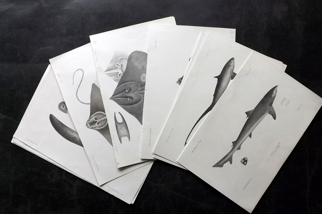 Day, Francis 1884 Lot of 24 Antique Fish Prints: Lithographs Published 1880-84, London for "The Fishes of Great Britain and Ireland" by Francis Day. Paper Size: 10 x 7 inch (26 x 18cm) Some minor tone spotting in parts. Good Condition