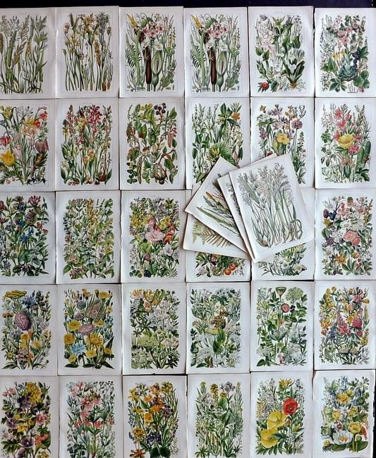 Gordon, W. J. C1900 Lot of 33 Antique Botanical Prints: Chromolithographs Published C1900, London for the "Our Country's" Series by W. J. Gordon. Paper Size: 7.5 x 5 inch (19 x 13cm) Good Condition