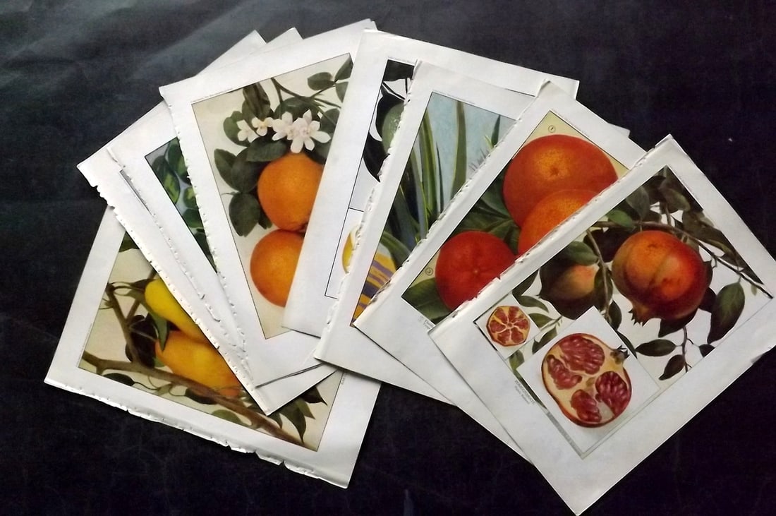 Ward, Artemas 1923 Lot of 9 Antique Fruit Prints: Offset Lithographs Published 1923, New York for "The Encyclopedia of Food" by Artemas Ward. Paper Size: 10.5 x 7.5 inch (27 x 19cm) Most have Discrete ink library stamp on edge of bottom image, otherw