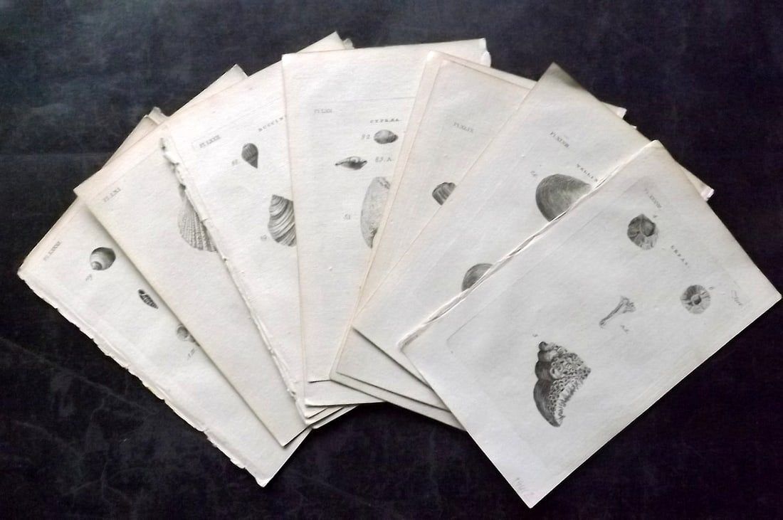 Pennant, Thomas 1776 Lot of 17 Antique Shell Prints: Copper Plates Published 1776-77, London for "British Zoology" by Thomas Pennant. Paper Size: 8 x 5 inch (21 x 13cm) Good Condition