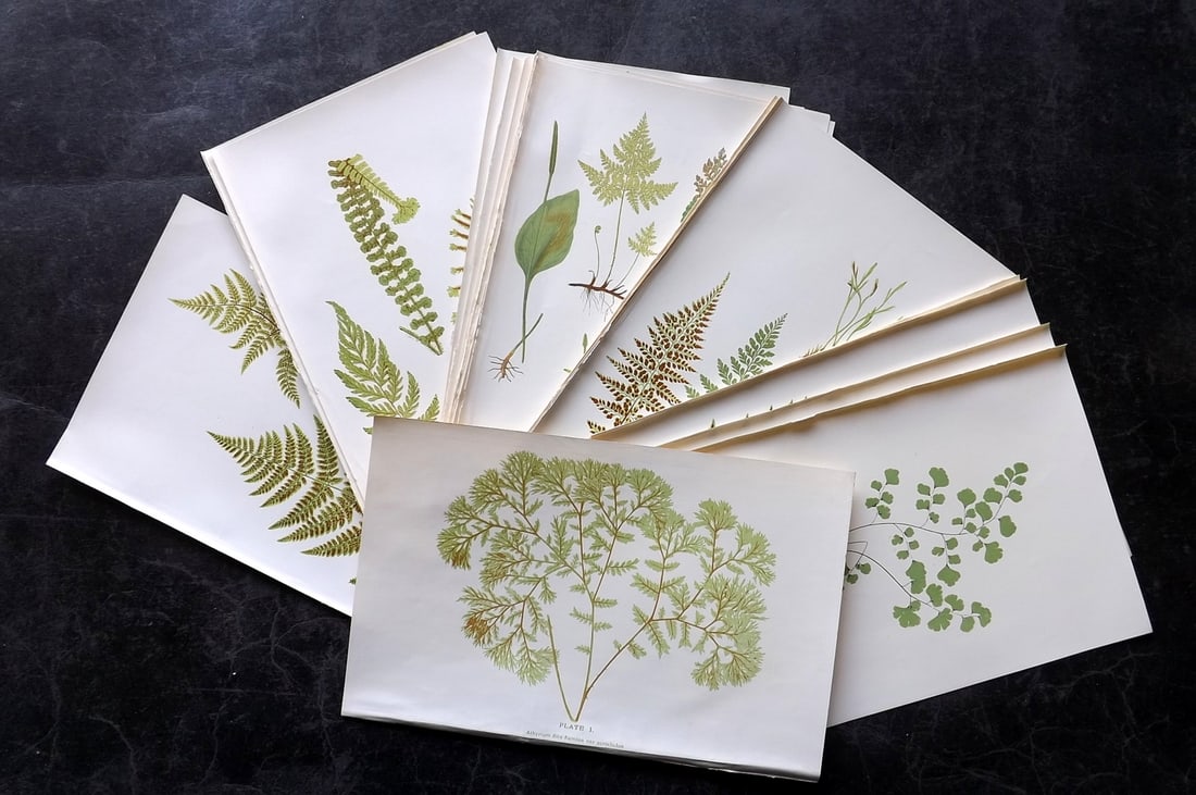 Druery, Charles C1910 Lot of 22 Antique Fern Prints: Offset Lithographs Published C1910, London for "British Ferns and Their Varieties" by Charles Druery. Paper Size: 8.5 x 5 inch (22 x 13cm) Good Condition